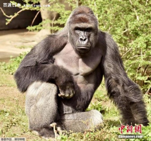 日本动物园为帅气猩猩注册商标 受大批女性追捧